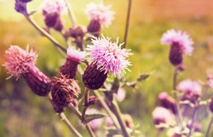 Acupuncture Daphne AL, Acupuncture Daphne AL TN, acupuncturist Fairhope