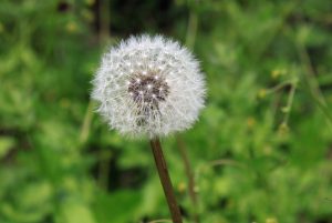 acupuncture for allergies Fairhope TN