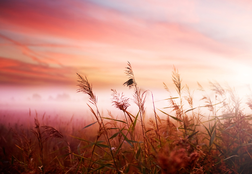 Why Gluten Intolerance Is on the Rise