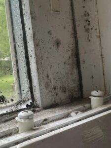 mold illness Fairhope, mold functional medicine doctor, mold doctor
