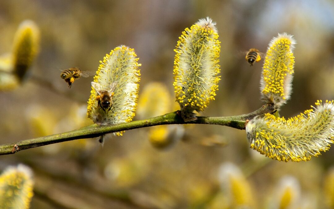 What Causes Allergies and Sinusitis in Daphne TN?