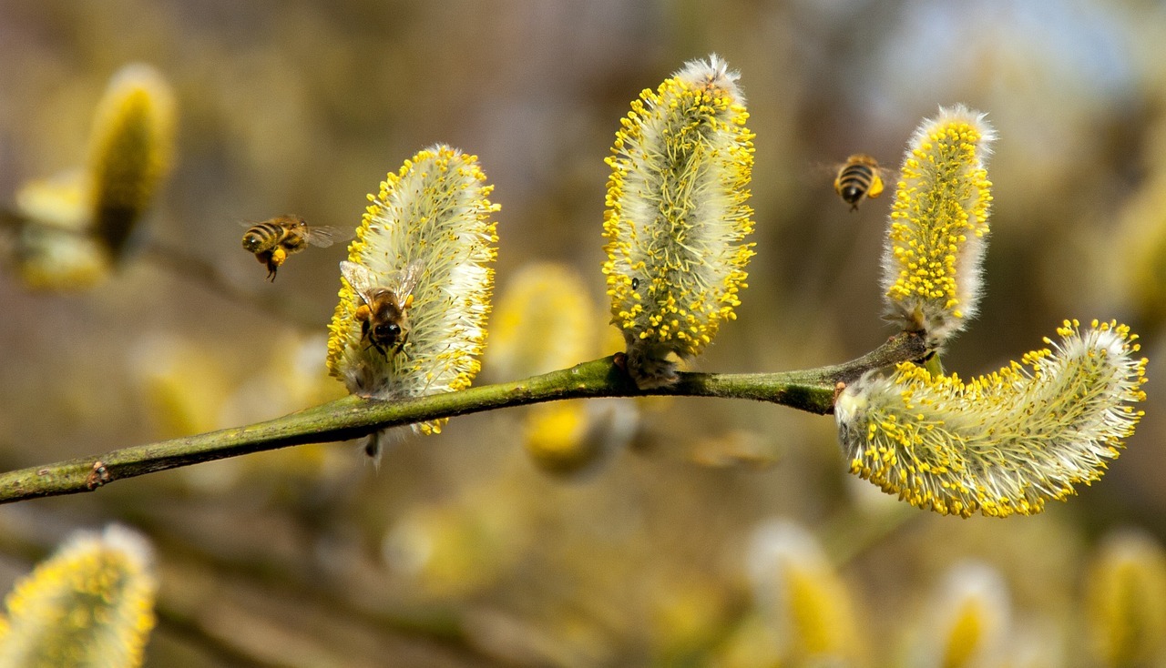 Acupuncture Daphne AL tn, allergies Daphne tn, allergies Fairhope tn, acupuncture for allergies Daphne tn, acupuncture for allergies Fairhope tn