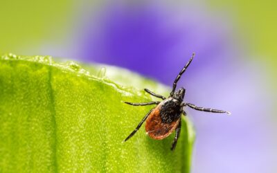 Functional Medicine in Daphne: Treating Chronic Fatigue & Lyme Disease